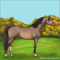 Horse Color:Bay Dun Appaloosa 