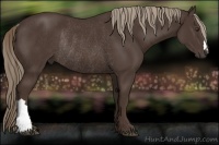 Horse Color:Liver Chestnut Rabicano 