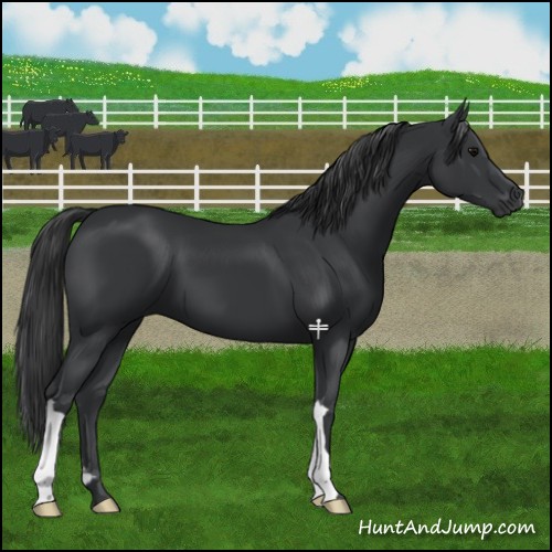 Horse Color:Black 
