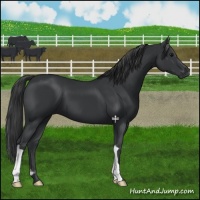 Horse Color:Black 