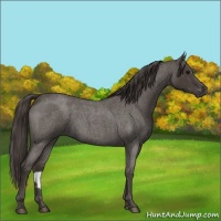 Horse Color:Smoky Blue Roan Rabicano 