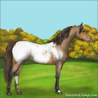 Horse Color:Buckskin Roan Appaloosa Rabicano 