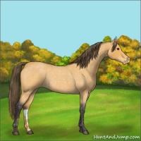 Horse Color:Buckskin Roan Appaloosa Rabicano 