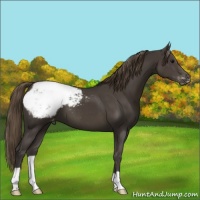 Horse Color:Smoky Black Appaloosa 