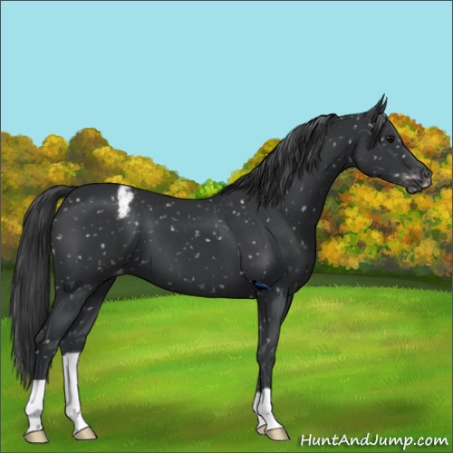 Horse Color:Black Snowflake Varnish