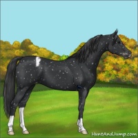 Horse Color:Black Appaloosa