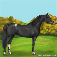 Horse Color:Black Appaloosa