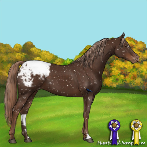 Horse Color:Liver Chestnut Appaloosa 