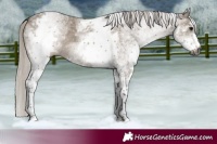 Horse Color:Gray White Spotted Silver Grullo 