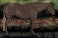 Horse Color:Liver Chestnut Rabicano