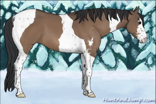 Horse Color:Bay Dun Sabino Tobiano 