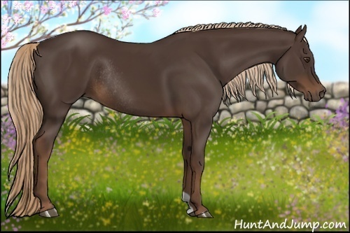 Horse Color:Liver Chestnut Rabicano