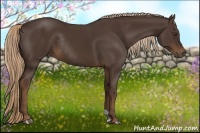 Horse Color:Liver Chestnut Rabicano 