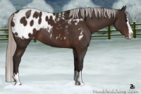 Horse Color:Silver Brown Sabino Splash Appaloosa 