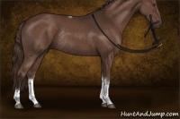 Horse Color:Liver Chestnut Tobiano Rabicano 
