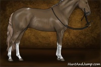 Horse Color:Chocolate Palomino Sabino Tobiano Rabicano 