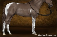 Horse Color:Liver Chestnut Tobiano Rabicano