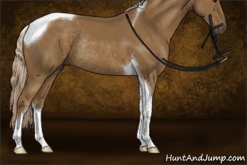 Horse Color:Chocolate Palomino Sabino Tobiano Rabicano 