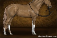 Horse Color:Chocolate Palomino Sabino Tobiano Rabicano