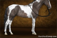 Horse Color:Bay Sabino Tobiano Rabicano 