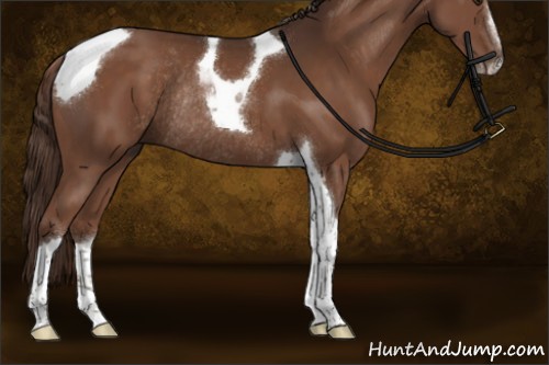 Horse Color:Liver Chestnut Sabino Tobiano Rabicano 
