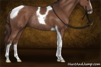 Horse Color:Liver Chestnut Sabino Tobiano Rabicano