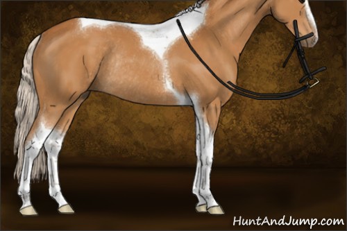 Horse Color:Silver Buckskin Sabino Tobiano Rabicano 