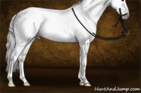 Horse Color:Gray White Spotted Liver Chestnut Sabino Rabicano