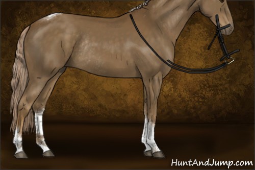 Horse Color:Chocolate Palomino Tobiano Rabicano