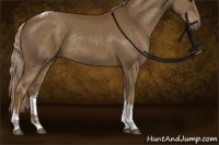 Horse Color:Chocolate Palomino Tobiano Rabicano 