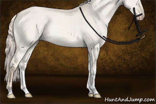 Horse Color:Cremello Dun Tobiano Rabicano