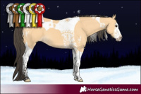Horse Color:Buckskin Sabino Tobiano 