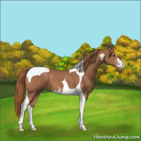 Horse Color:Chestnut Sabino Tobiano