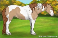 Horse Color:Red Dun Sabino Tobiano 
