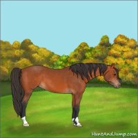 Horse Color:Bay 