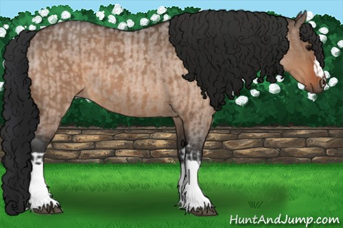 Horse Color:Bay Dun  and Bay Roan Dun 