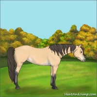 Horse Color:Buckskin