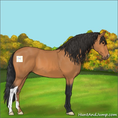 Horse Color:Bay 