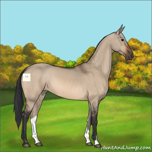 Horse Color:Bay Dun 