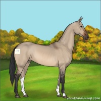 Horse Color:Bay Dun 