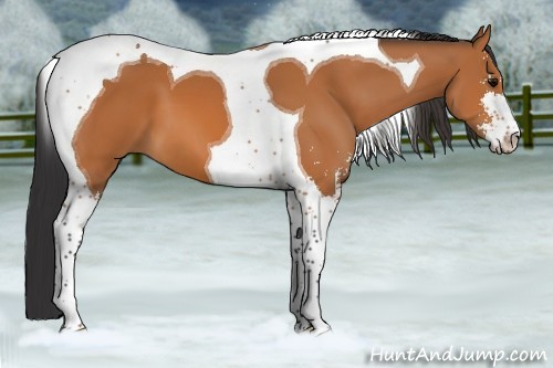 Horse Color:Bay Sabino Tobiano 