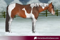 Horse Color:Bay Sabino Tobiano 