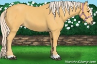 Horse Color:Palomino
