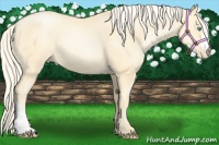 Horse Color:Palomino Pearl