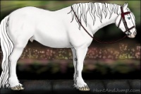 Horse Color:Cremello 