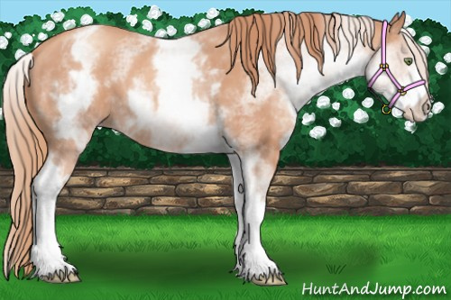 Horse Color:White Spotted Gold Champagne 