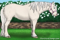 Horse Color:Cremello 