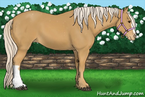 Horse Color:Palomino Appaloosa 