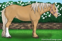 Horse Color:Palomino Appaloosa 