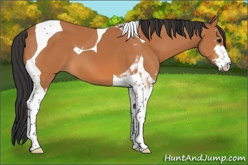 Horse Color:Bay Sabino Tobiano 